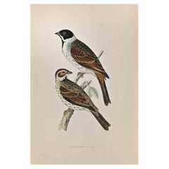 Antique Black-Headed Bunting - Woodcut Print by Alexander Francis Lydon  - 1870