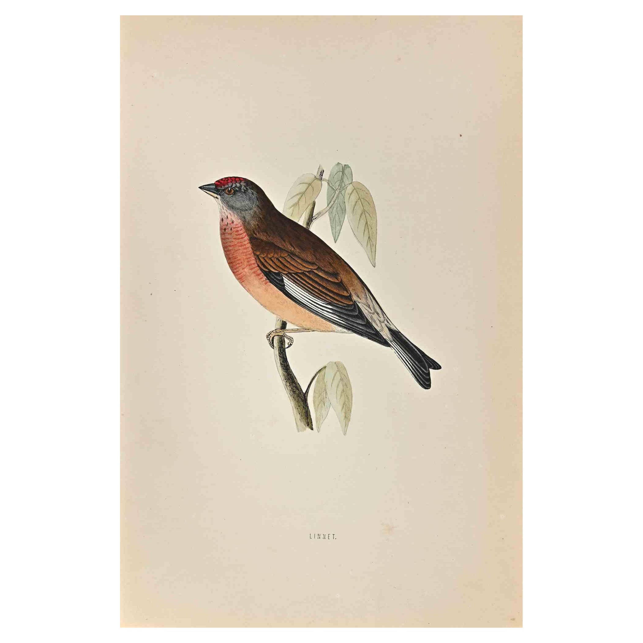 alexander linnet