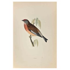 Linnet - Woodcut Print by Alexander Francis Lydon  - 1870