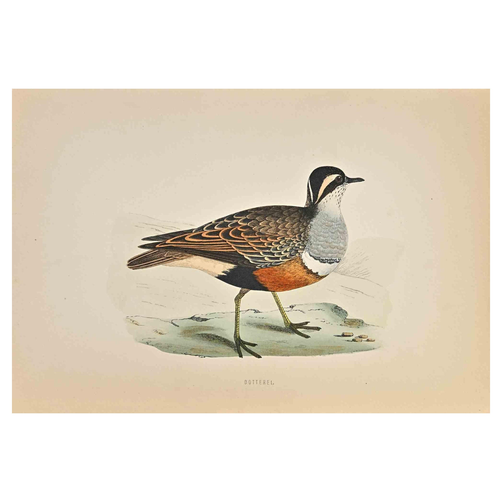 Dotterel is a modern artwork realized in 1870 by the British artist Alexander Francis Lydon (1836-1917) . 

Woodcut print, hand colored, published by London, Bell & Sons, 1870.  Name of the bird printed in plate. This work is part of a print suite