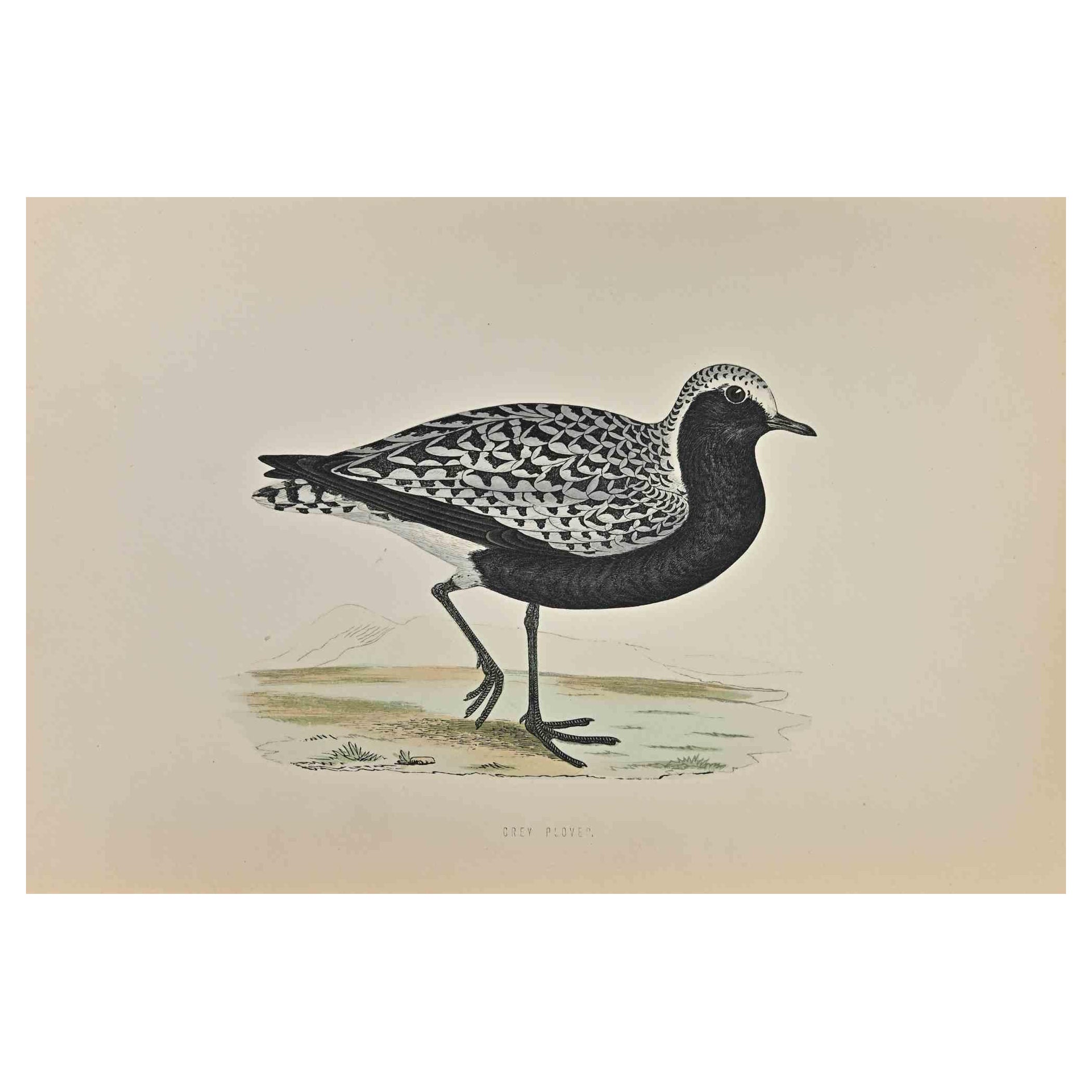 Grauer Plover - Holzschnitt von Alexander Francis Lydon  - 1870