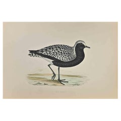 Antique Grey Plover - Woodcut Print by Alexander Francis Lydon  - 1870