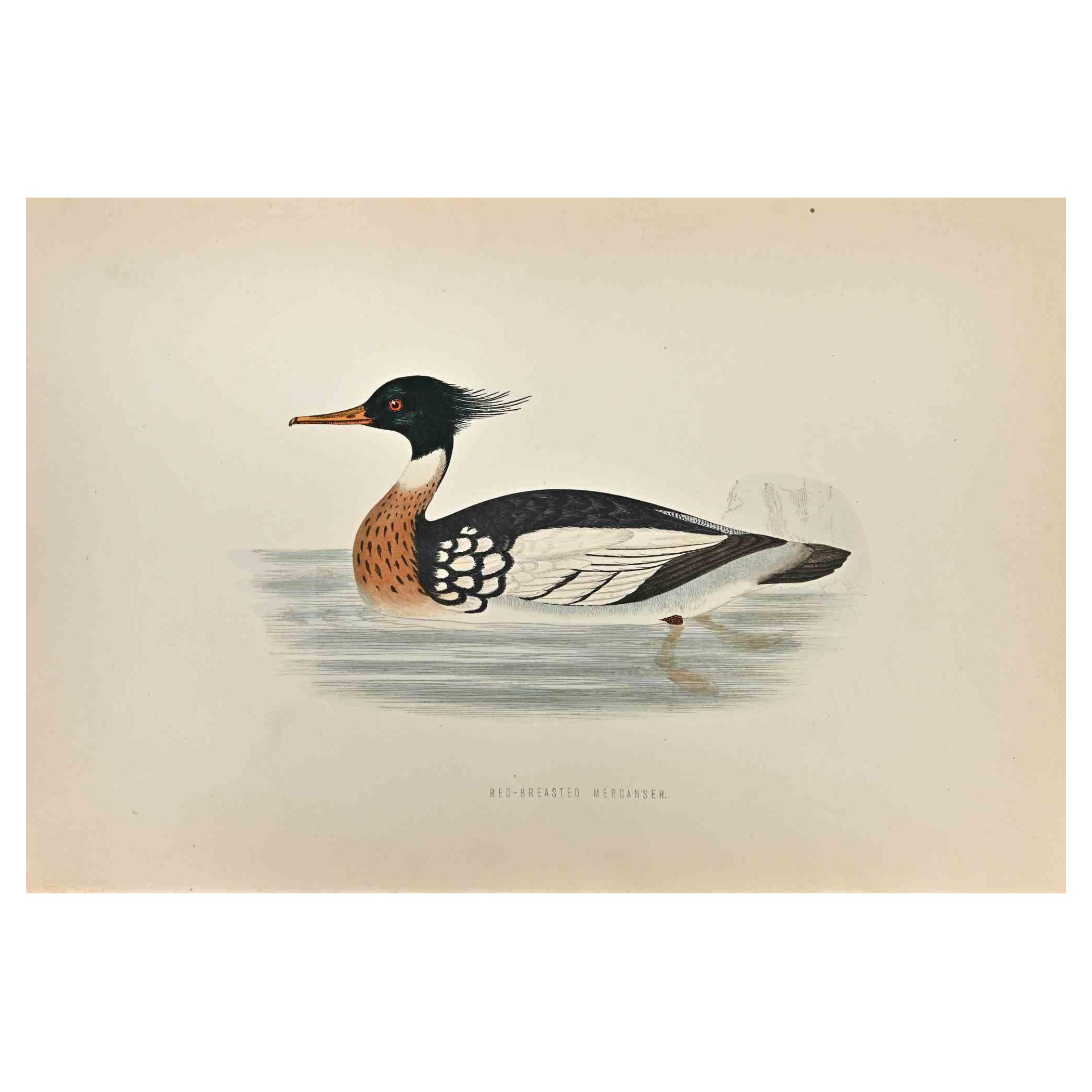 Red-Breasted Merganser is a modern artwork realized in 1870 by the British artist Alexander Francis Lydon (1836-1917) . 

Woodcut print, hand colored, published by London, Bell & Sons, 1870.  Name of the bird printed in plate. This work is part of a