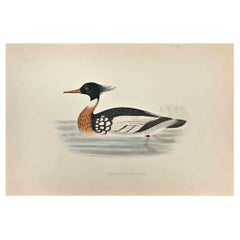 Merganser dal petto rosso - Stampa xilografica di Alexander Francis Lydon  - 1870