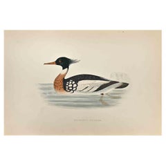 Merganser à coupe rouge - Impression sur bois d'Alexander Francis Lydon  - 1870