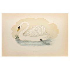 Swan en forme de mute - Impression sur bois d'Alexander Francis Lydon  - 1870