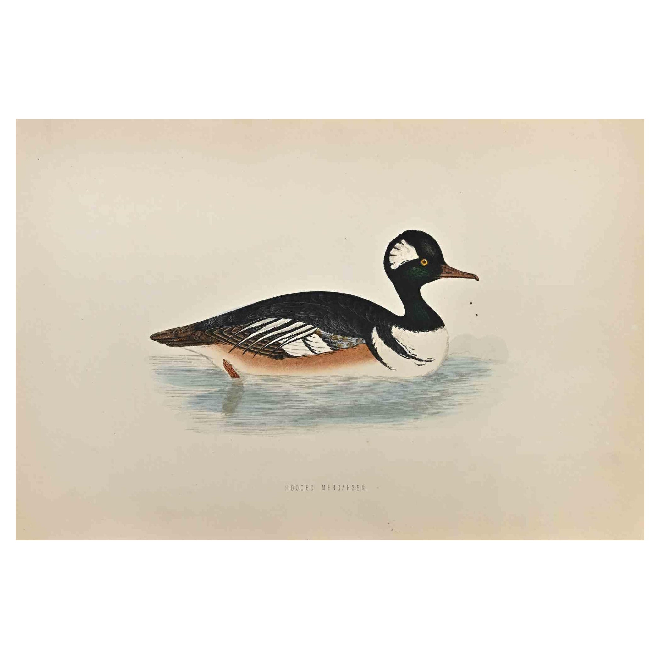 Hooded Merganser  is a modern artwork realized in 1870 by the British artist Alexander Francis Lydon (1836-1917) . 

Woodcut print, hand colored, published by London, Bell & Sons, 1870.  Name of the bird printed in plate. This work is part of a