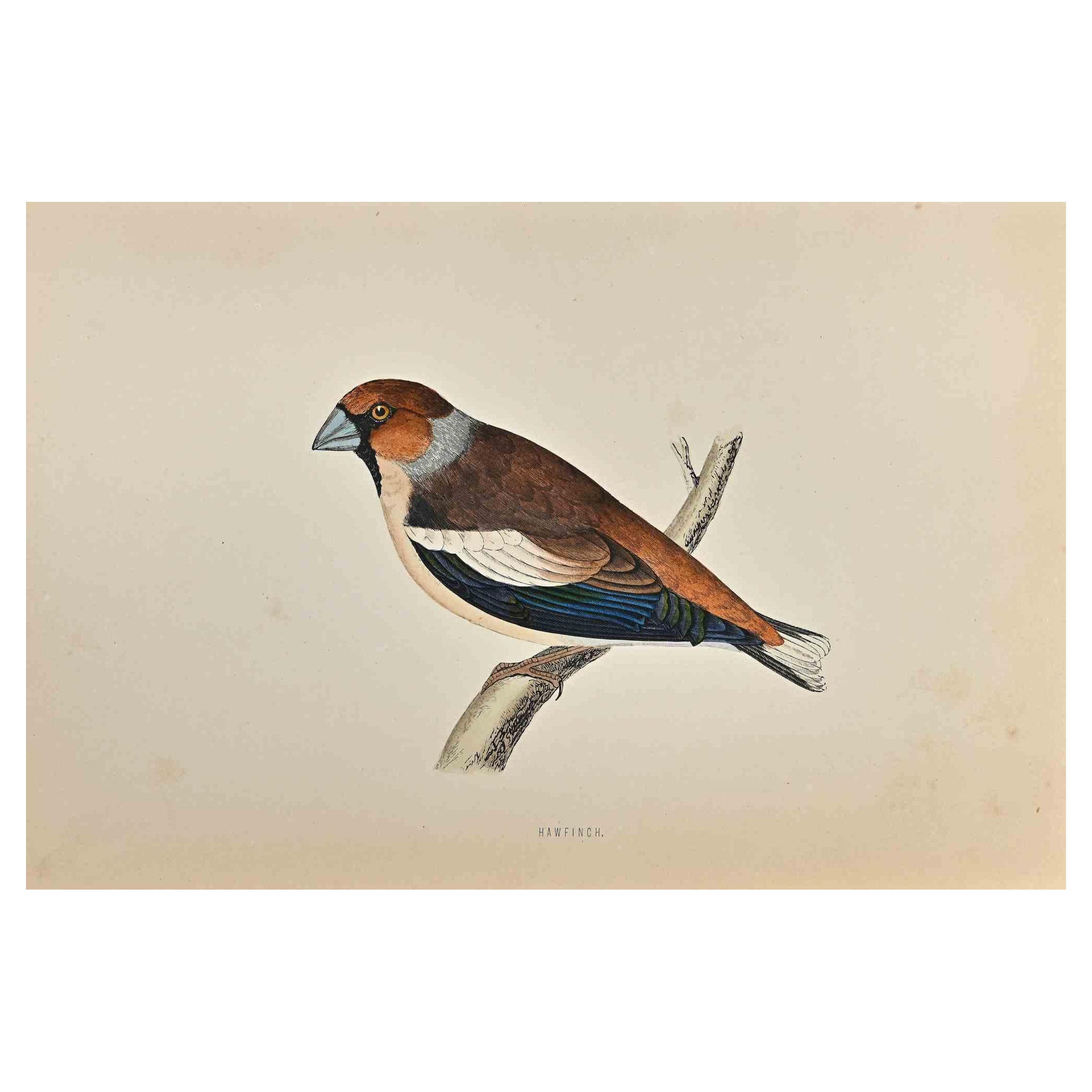 Hawfinch  is a modern artwork realized in 1870 by the British artist Alexander Francis Lydon (1836-1917) . 

Woodcut print, hand colored, published by London, Bell & Sons, 1870.  Name of the bird printed in plate. This work is part of a print suite