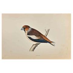 Hawfinch - Woodcut Print by Alexander Francis Lydon  - 1870