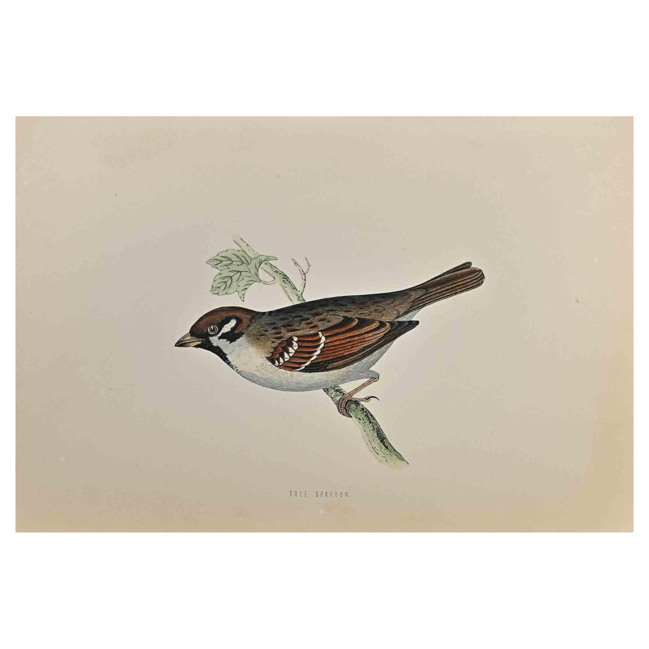 Tree Sparrow is a modern artwork realized in 1870 by the British artist Alexander Francis Lydon (1836-1917) . 

Woodcut print, hand colored, published by London, Bell & Sons, 1870.  Name of the bird printed in plate. This work is part of a print