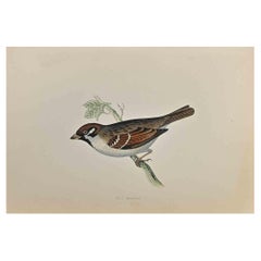 Tree Sparrow - Woodcut Print by Alexander Francis Lydon  - 1870