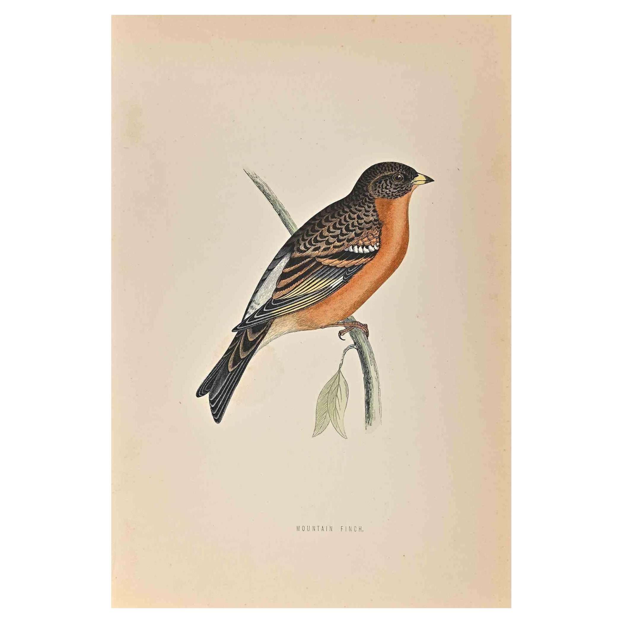 alexander finch