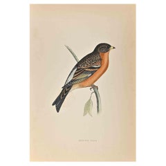 Antique Mountain Finch - Woodcut Print by Alexander Francis Lydon  - 1870