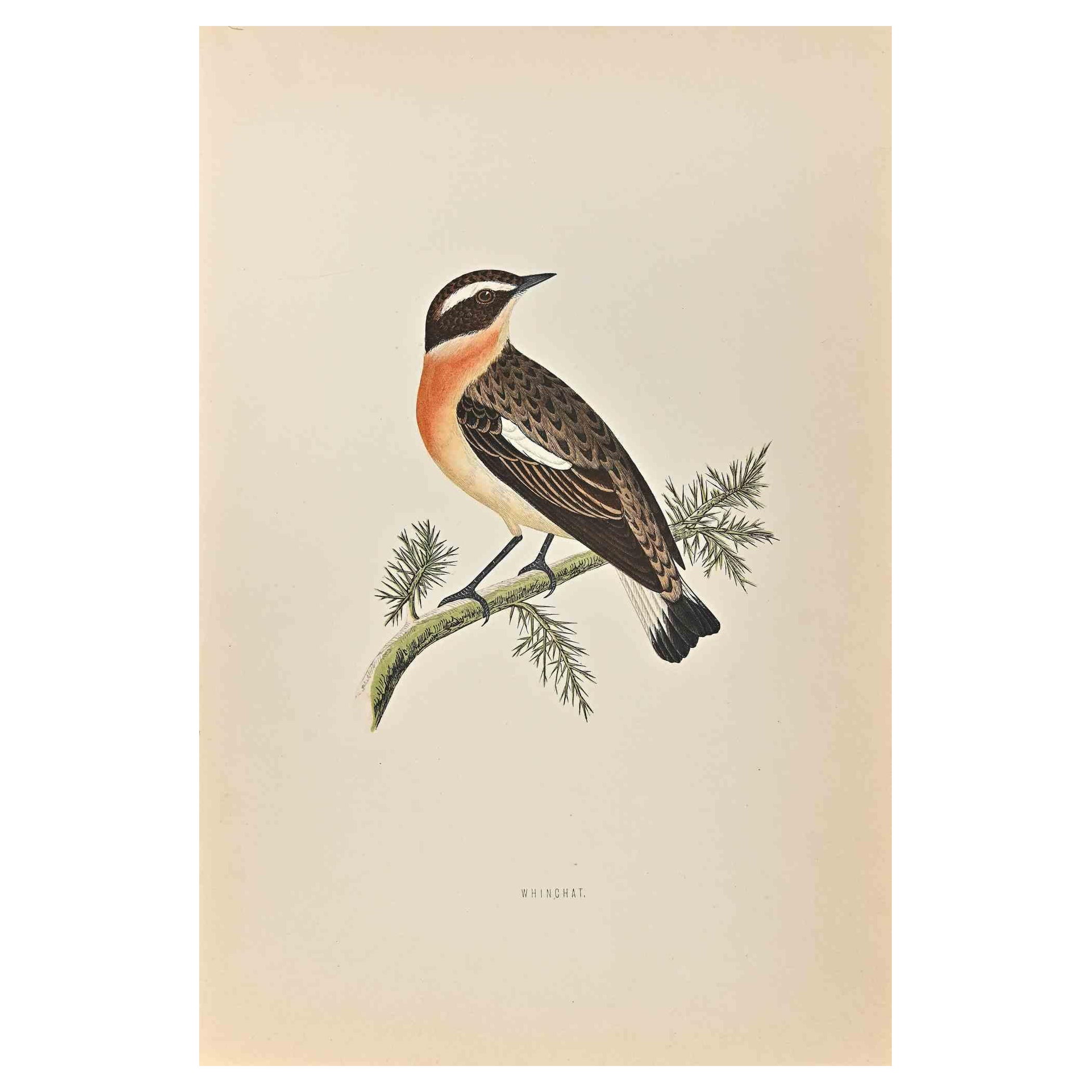 Winchat is a modern artwork realized in 1870 by the British artist Alexander Francis Lydon (1836-1917) . 

Woodcut print, hand colored, published by London, Bell & Sons, 1870.  Name of the bird printed in plate. This work is part of a print suite