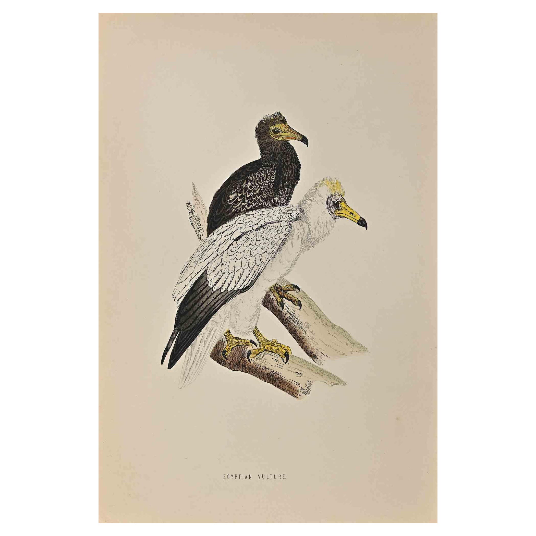 egyptian vulture art