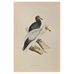 Vulture égyptienne - gravure sur bois d'Alexander Francis Lydon  - 1870
