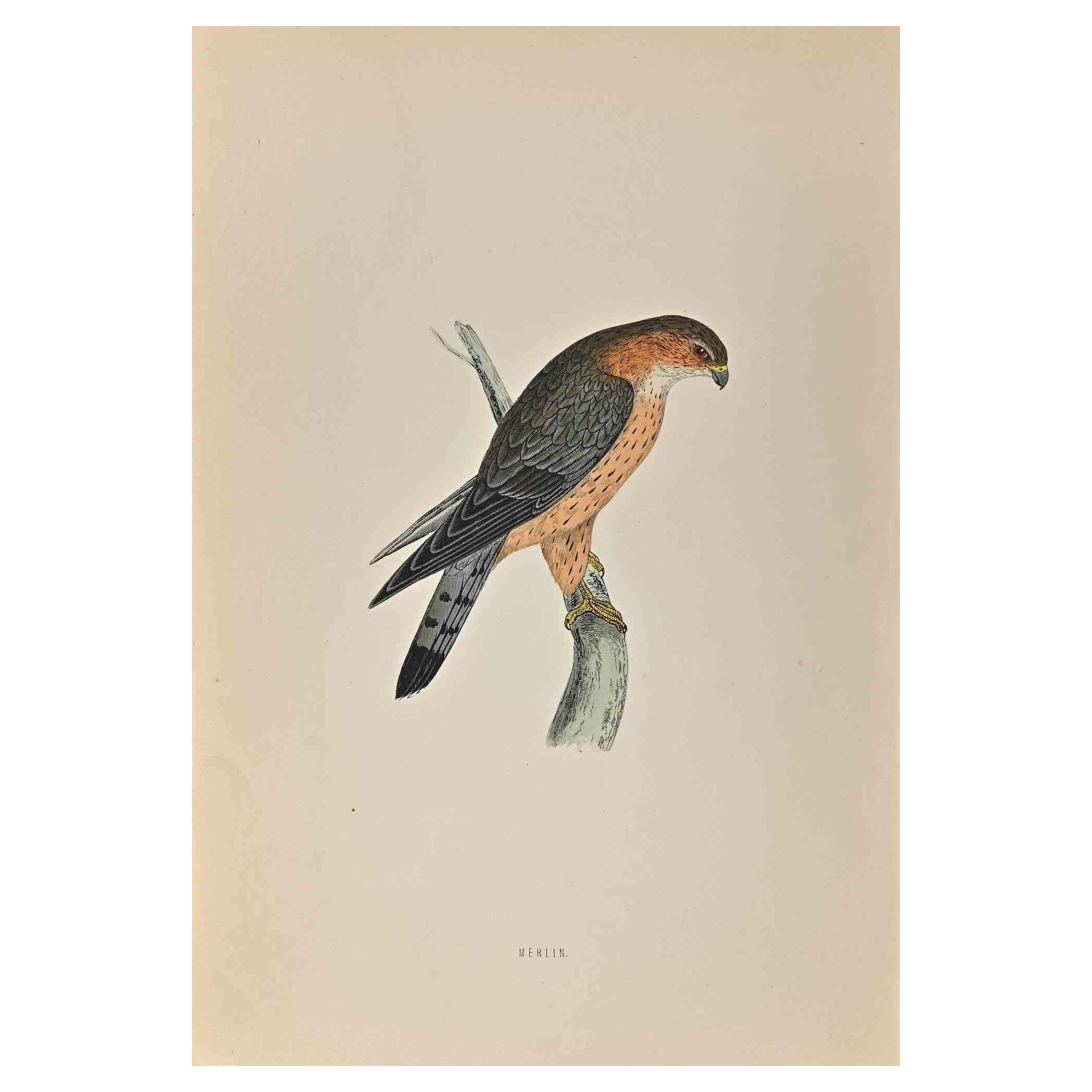Merlin is a modern artwork realized in 1870 by the British artist Alexander Francis Lydon (1836-1917) . 

Woodcut print, hand colored, published by London, Bell & Sons, 1870.  Name of the bird printed in plate. This work is part of a print suite
