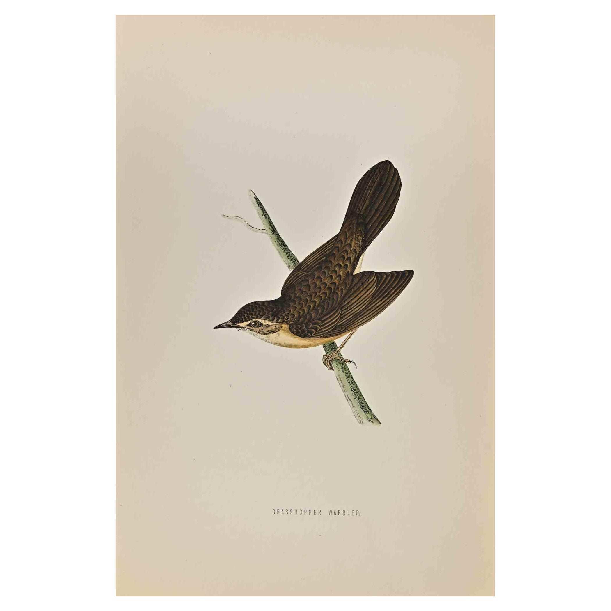 Grasshopper Warbler  is a modern artwork realized in 1870 by the British artist Alexander Francis Lydon (1836-1917) . 

Woodcut print, hand colored, published by London, Bell & Sons, 1870.  Name of the bird printed in plate. This work is part of a