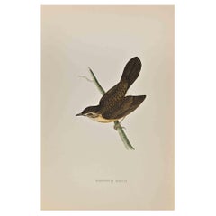 Antique Grasshopper Warbler - Woodcut Print by Alexander Francis Lydon  - 1870