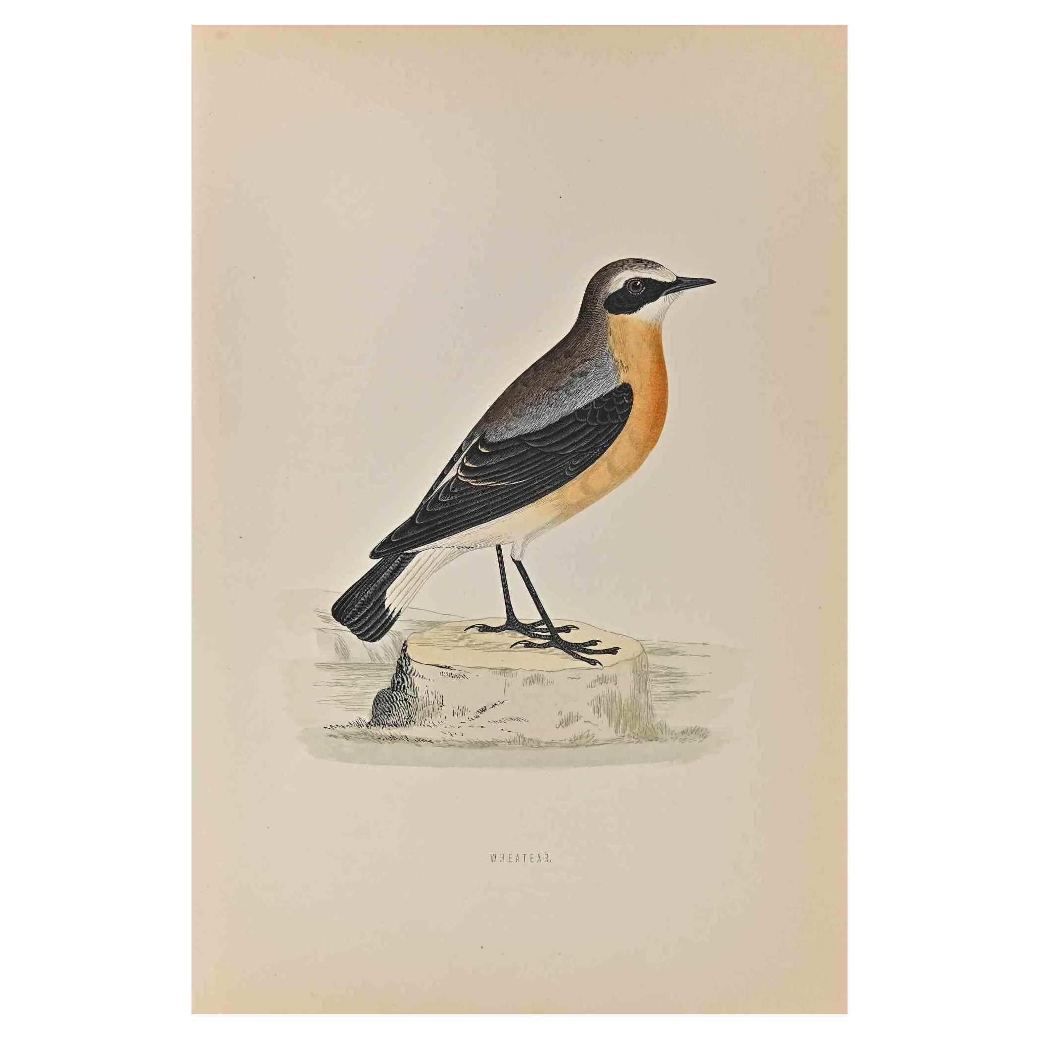  Wheatear is a modern artwork realized in 1870 by the British artist Alexander Francis Lydon (1836-1917) . 

Woodcut print, hand colored, published by London, Bell & Sons, 1870.  Name of the bird printed in plate. This work is part of a print suite