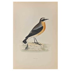 Wheatear - Holzschnittdruck von Alexander Francis Lydon  - 1870