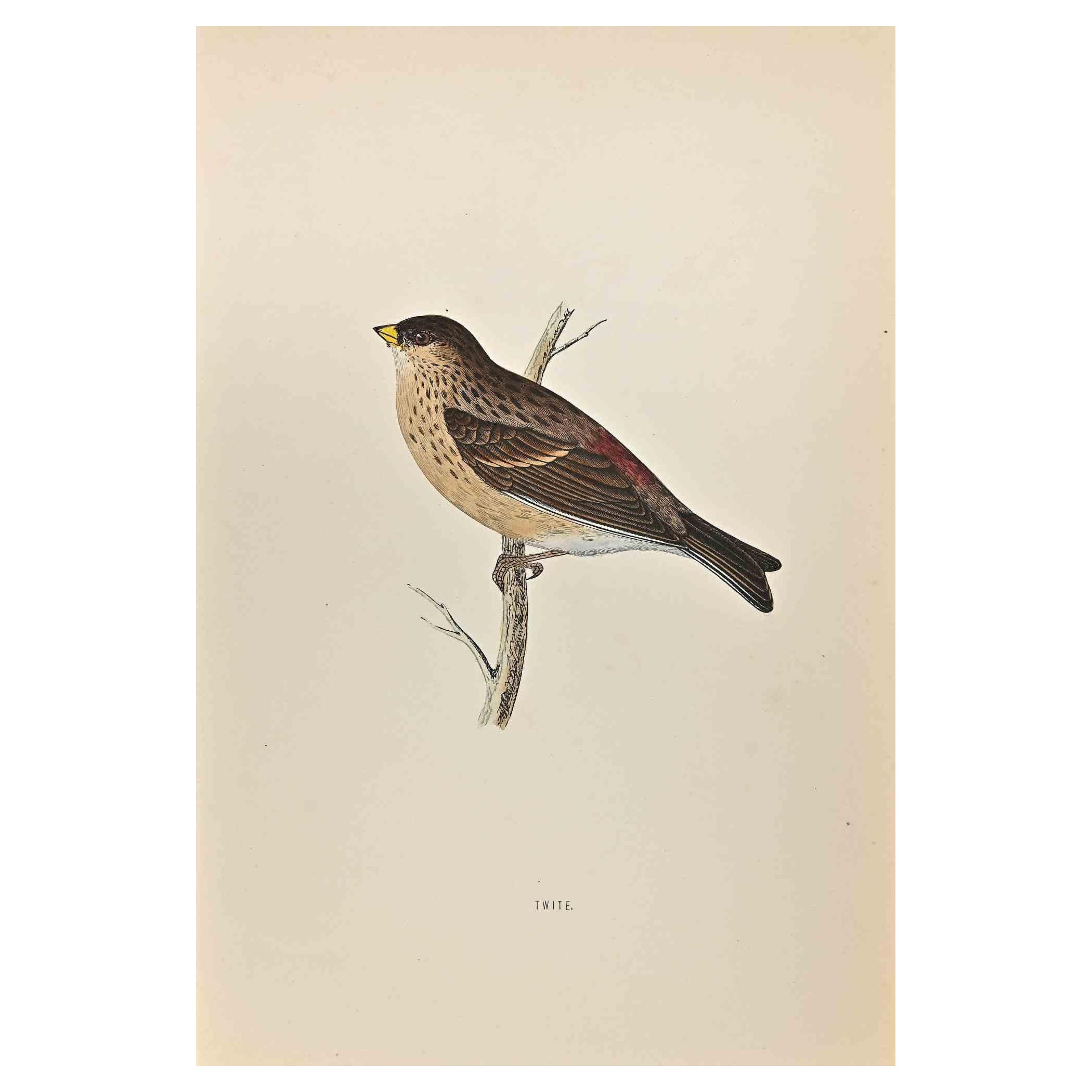 Twite is a modern artwork realized in 1870 by the British artist Alexander Francis Lydon (1836-1917) . 

Woodcut print, hand colored, published by London, Bell & Sons, 1870.  Name of the bird printed in plate. This work is part of a print suite