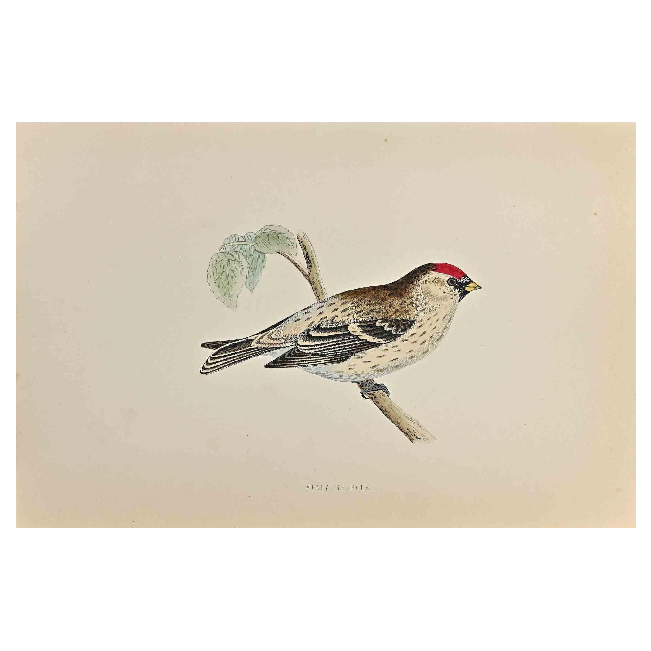  Mealy Redpole is  a modern artwork realized in 1870 by the British artist Alexander Francis Lydon (1836-1917) . 

Woodcut print, hand colored, published by London, Bell & Sons, 1870.  Name of the bird printed in plate. This work is part of a print