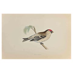 Mealy Redpole - Woodcut Print by Alexander Francis Lydon  - 1870