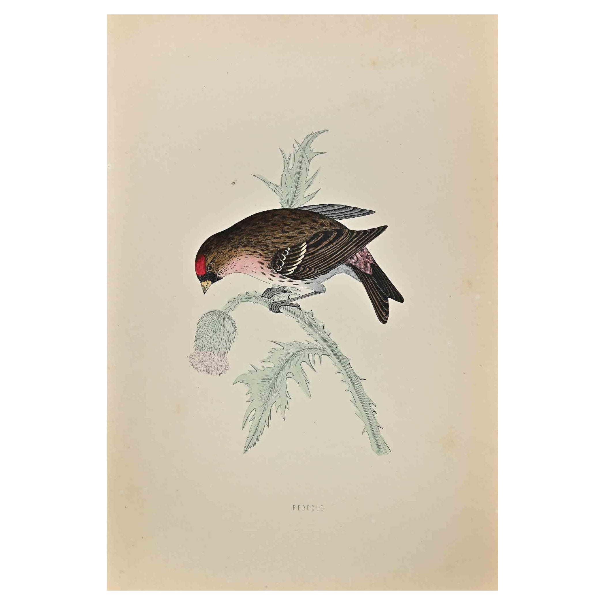 Redpole is a modern artwork realized in 1870 by the British artist Alexander Francis Lydon (1836-1917) . 

Woodcut print, hand colored, published by London, Bell & Sons, 1870.  Name of the bird printed in plate. This work is part of a print suite
