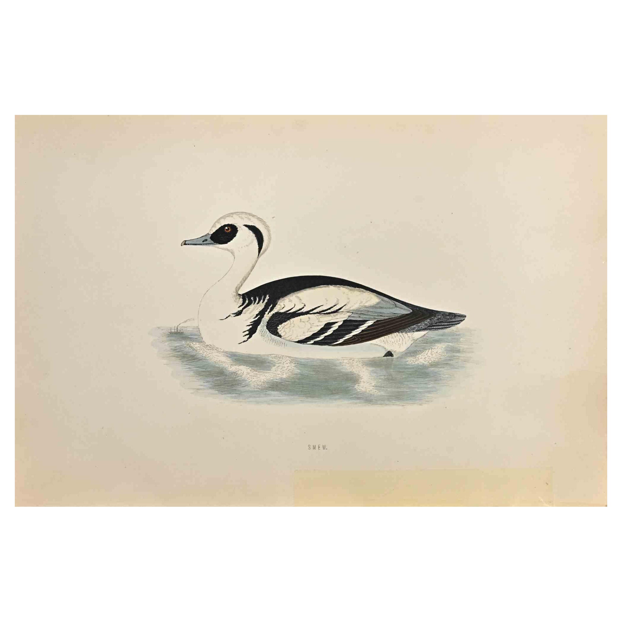 Smew est une œuvre d'art moderne réalisée en 1870 par l'artiste britannique Alexander Francis Lydon (1836-1917) . 

Gravure sur bois, coloriée à la main, publiée par London, Bell & Sons, 1870.  Nom de l'oiseau imprimé sur la plaque. Cette œuvre fait