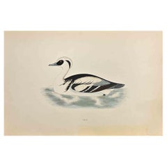 Antique Smew - Woodcut Print by Alexander Francis Lydon  - 1870