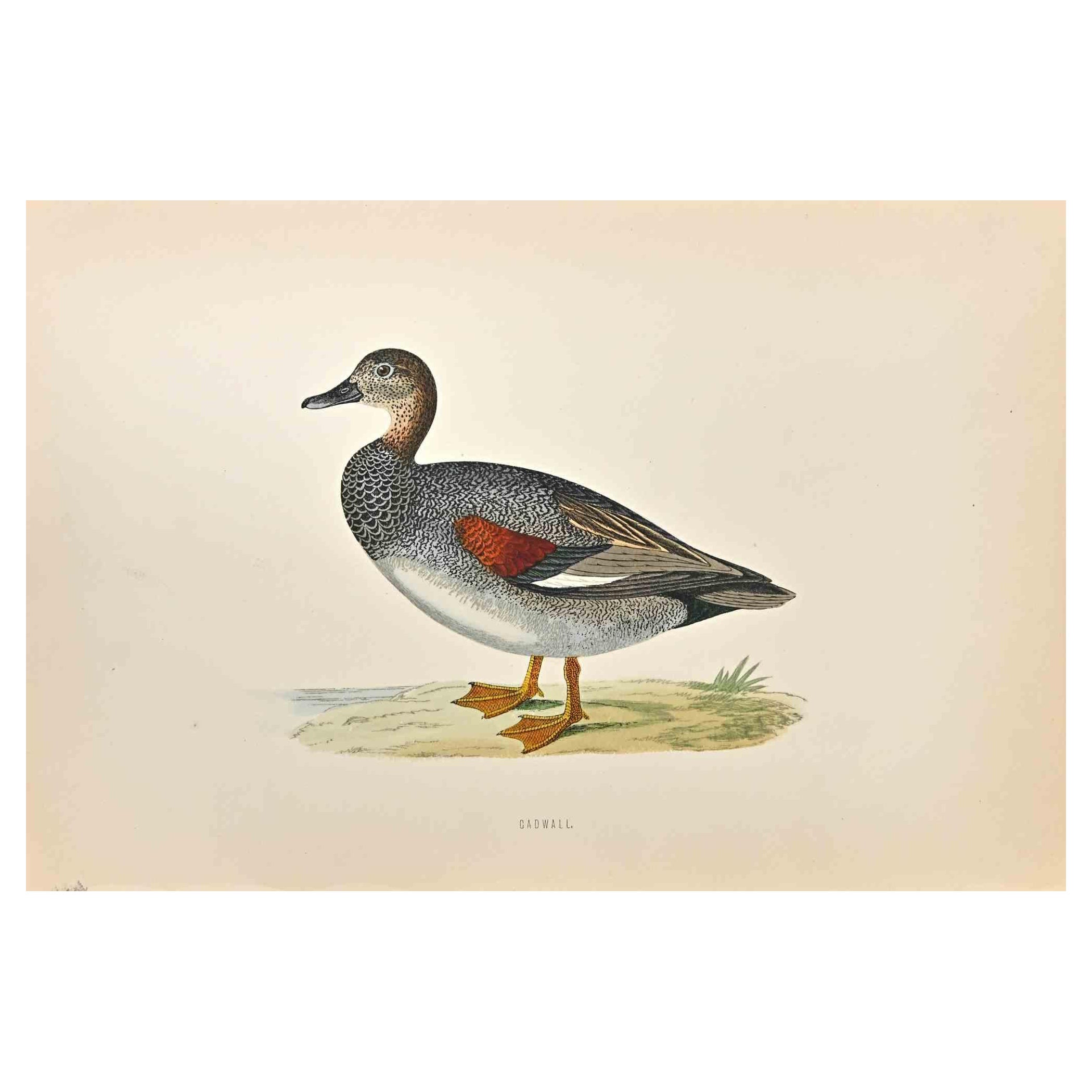 Gadwall - Impression sur bois d'Alexander Francis Lydon  - 1870