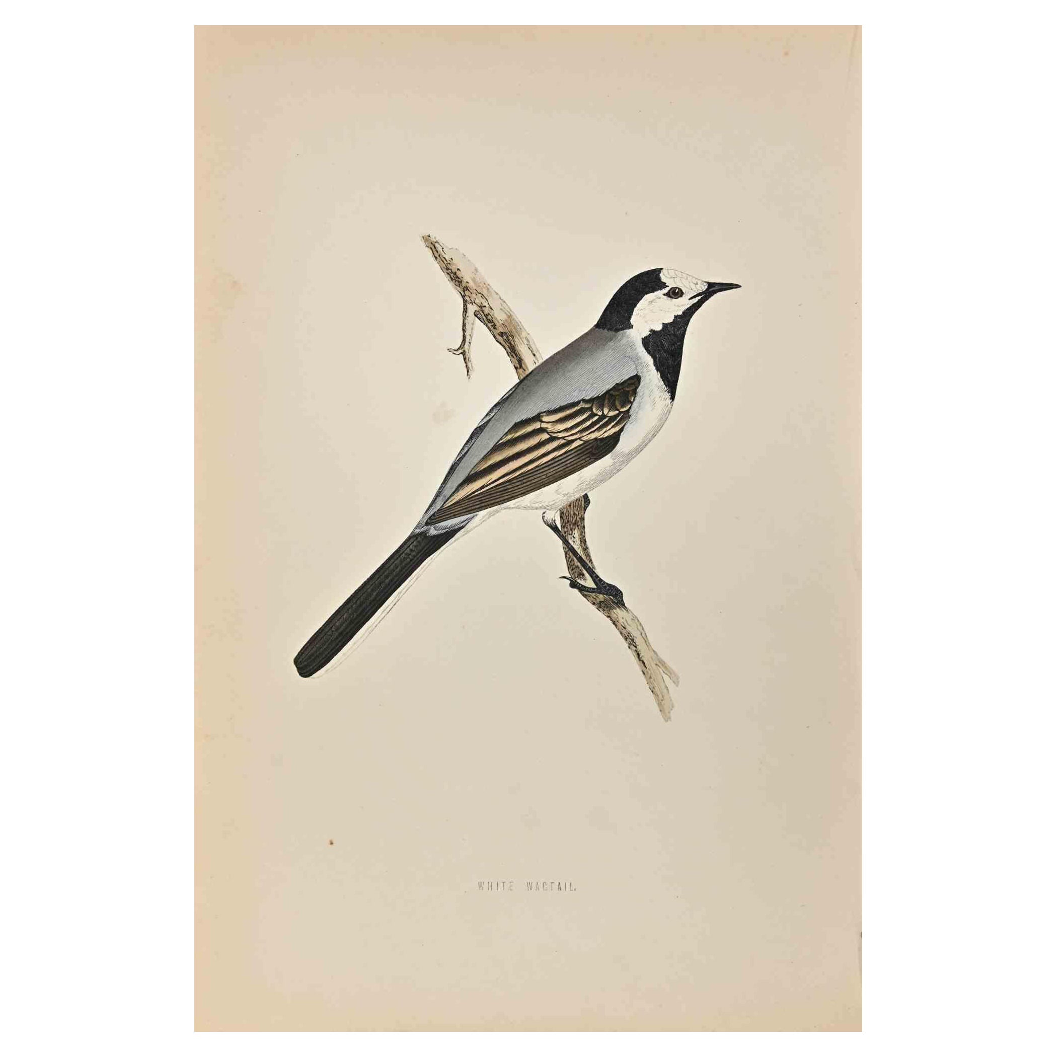 White Wagtail  is a modern artwork realized in 1870 by the British artist Alexander Francis Lydon (1836-1917) . 

Woodcut print, hand colored, published by London, Bell & Sons, 1870.  Name of the bird printed in plate. This work is part of a print