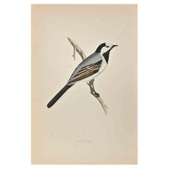 Antique White Wagtail - Woodcut Print by Alexander Francis Lydon  - 1870