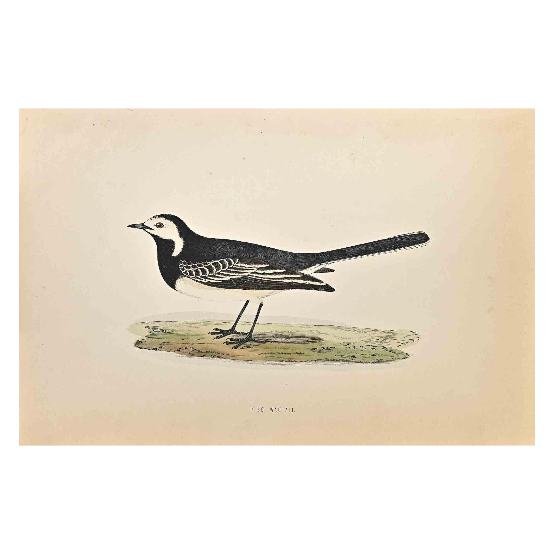 Pied Wagtail is a modern artwork realized in 1870 by the British artist Alexander Francis Lydon (1836-1917).

Woodcut print on ivory-colored paper.

Hand-colored, published by London, Bell & Sons, 1870.  

The name of the bird is printed on the