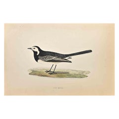 Pied Wagtail - Woodcut Print by Alexander Francis Lydon  - 1870