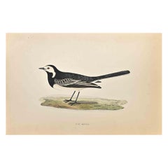 Pied Wagtail - Holzschnitt Druck von Alexander Francis Lydon  - 1870