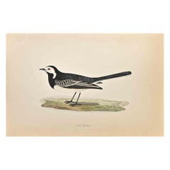 Pied Wagtail - Holzschnitt Druck von Alexander Francis Lydon  - 1870