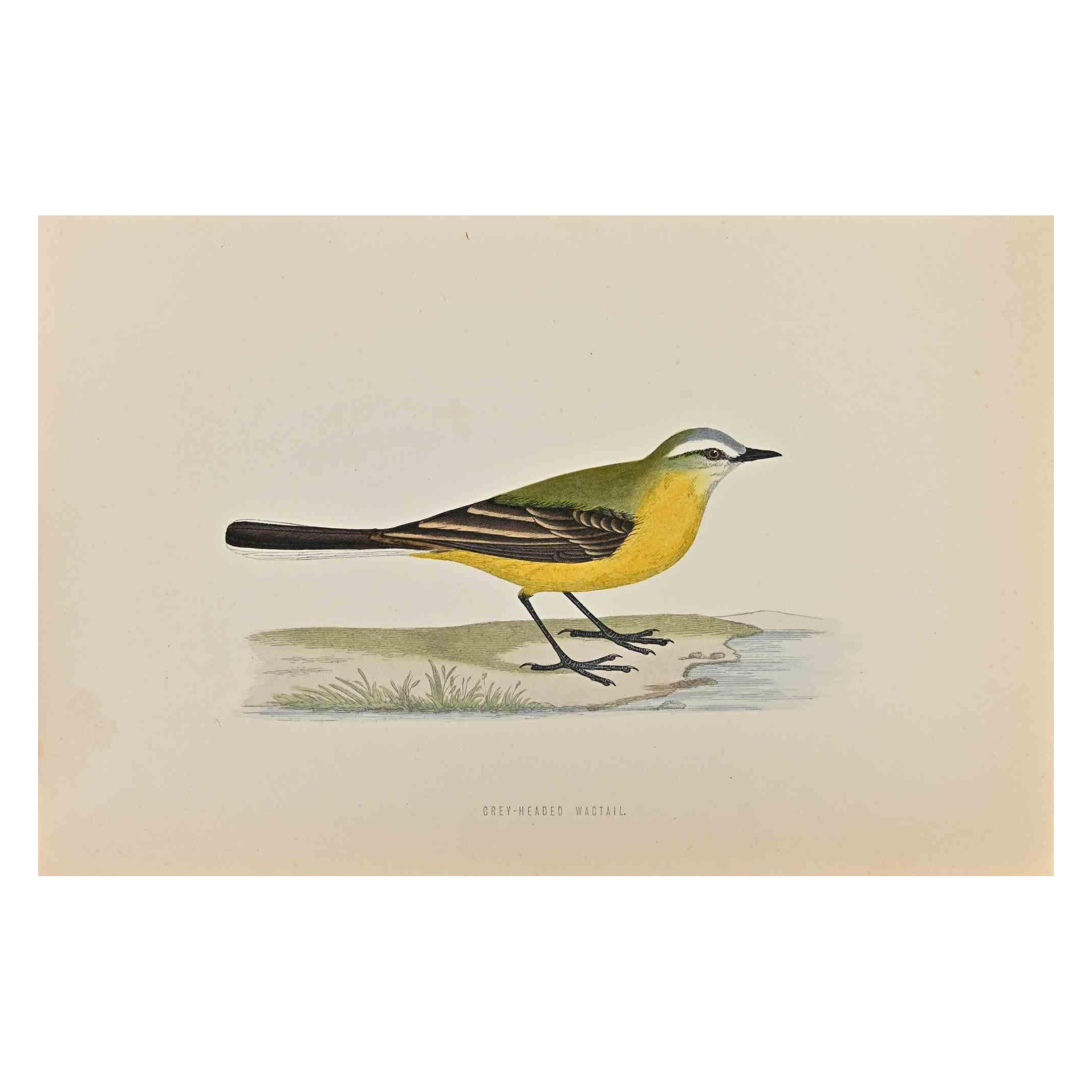 Grey-Headed Wagtail is a modern artwork realized in 1870 by the British artist Alexander Francis Lydon (1836-1917).

Woodcut print on ivory-colored paper.

Hand-colored, published by London, Bell & Sons, 1870.  

The name of the bird is printed on