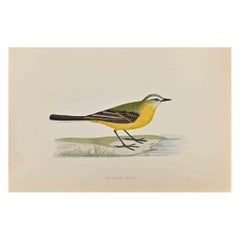 Antique Grey-Headed Wagtail - Woodcut Print by Alexander Francis Lydon  - 1870