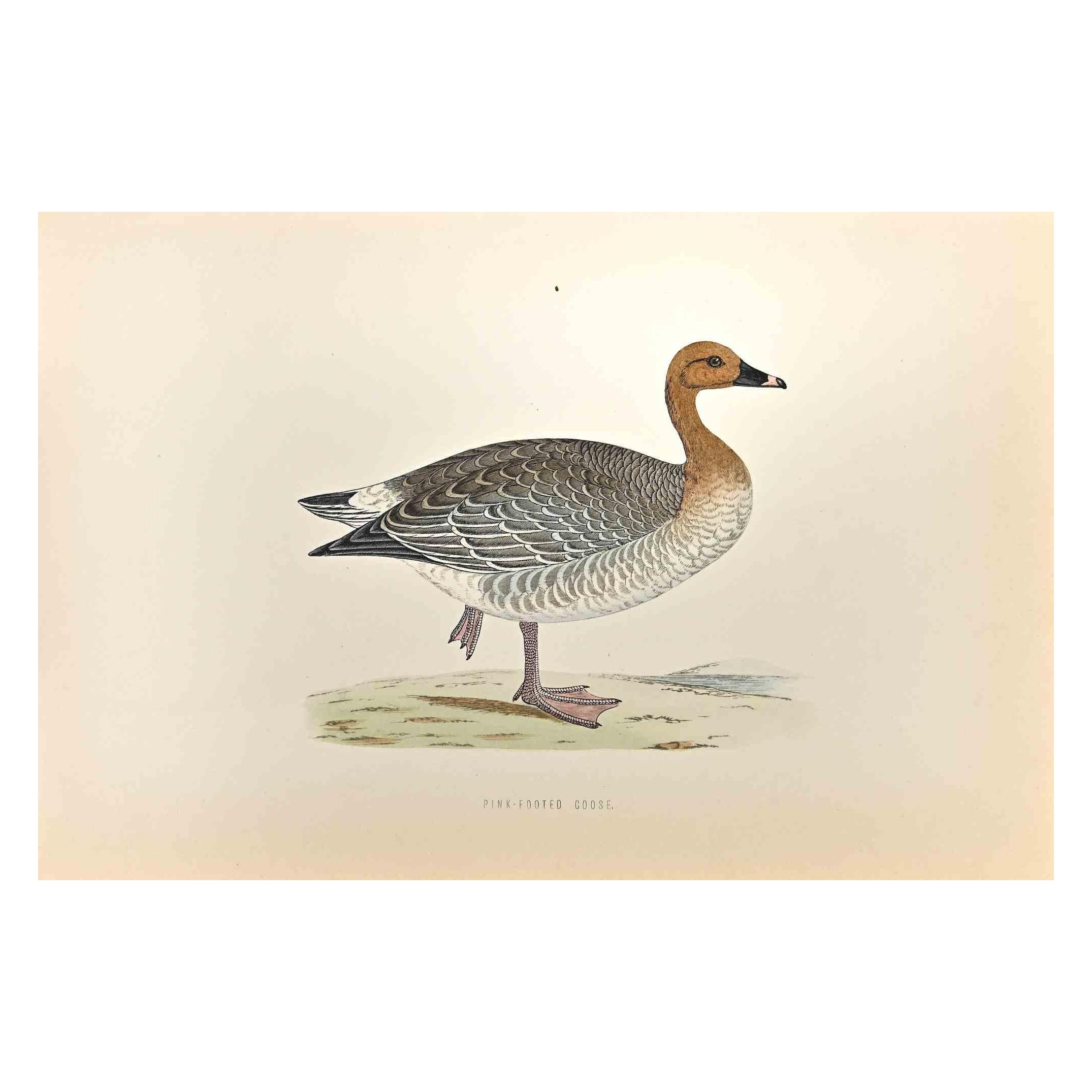 Pink-Footed Goose is a modern artwork realized in 1870 by the British artist Alexander Francis Lydon (1836-1917).

Woodcut print on ivory-colored paper.

Hand-colored, published by London, Bell & Sons, 1870.  

The name of the bird is printed on the