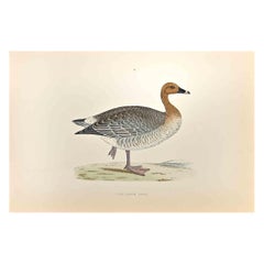 Antique Pink-Footed Goose - Woodcut Print by Alexander Francis Lydon  - 1870