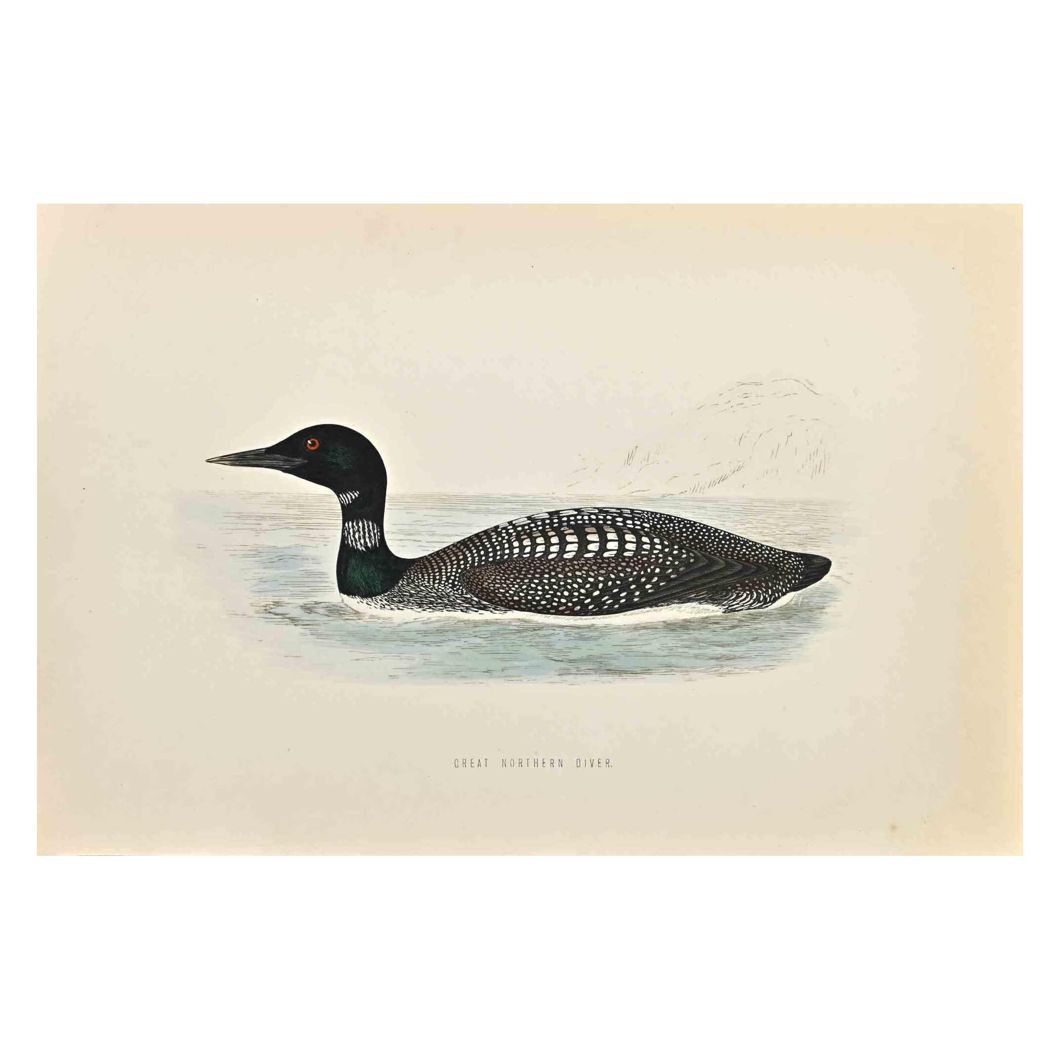 Great Northern Diver is a modern artwork realized in 1870 by the British artist Alexander Francis Lydon (1836-1917).

Woodcut print on ivory-colored paper.

Hand-colored, published by London, Bell & Sons, 1870.  

The name of the bird is printed on