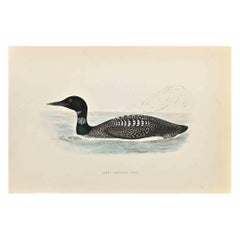 Antique Great Northern Diver - Woodcut Print by Alexander Francis Lydon  - 1870