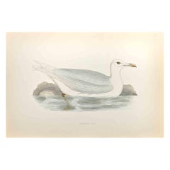 Glaucous Gull - Holzschnittdruck von Alexander Francis Lydon  - 1870