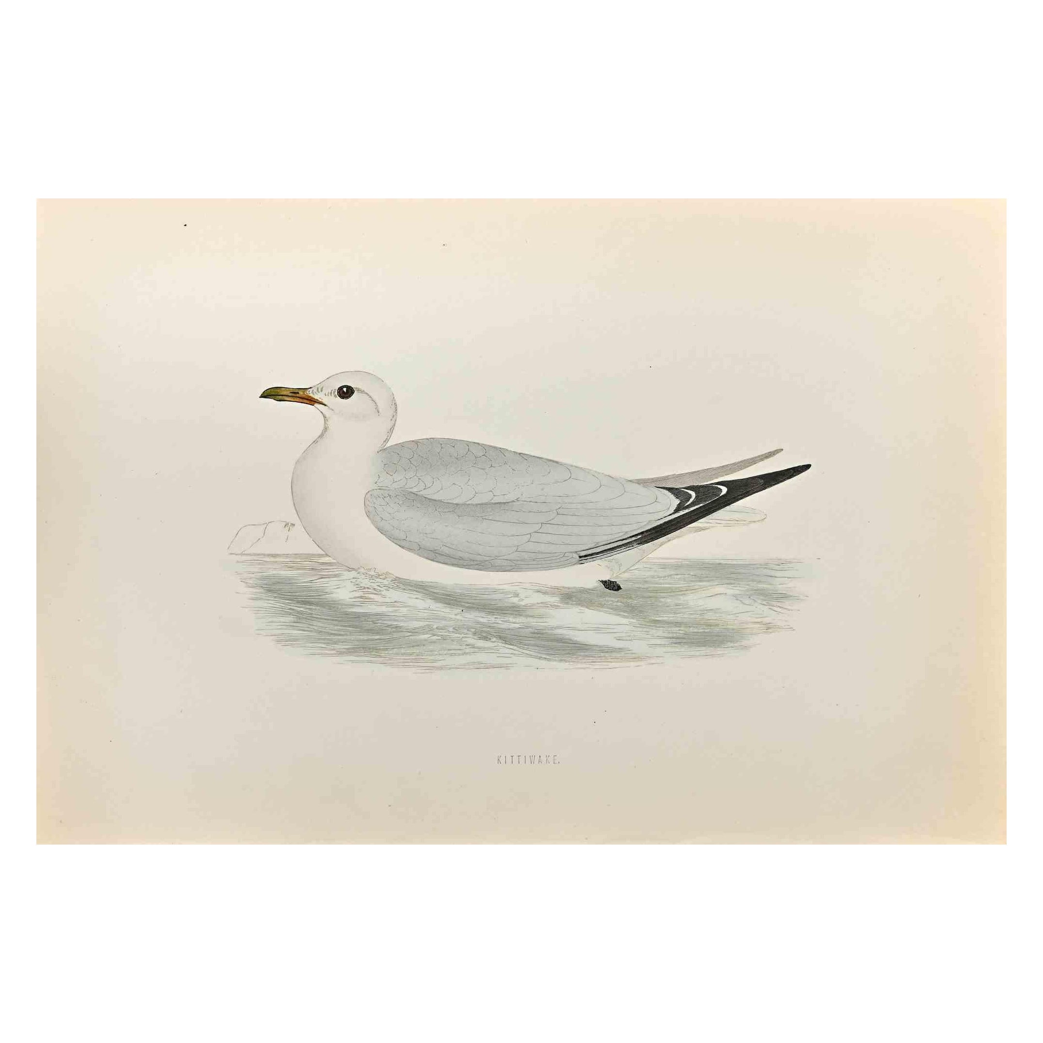 Kittiwake is a modern artwork realized in 1870 by the British artist Alexander Francis Lydon (1836-1917).

Woodcut print on ivory-colored paper.

Hand-colored, published by London, Bell & Sons, 1870.  

The name of the bird is printed on the plate.