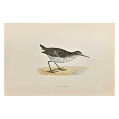 Antique Spotted Sandpiper - Woodcut Print by Alexander Francis Lydon  - 1870