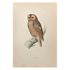 Tawny Owl - Woodcut Print by Alexander Francis Lydon  - 1870