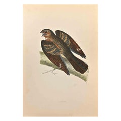 Antique Nightjar - Woodcut Print by Alexander Francis Lydon  - 1870