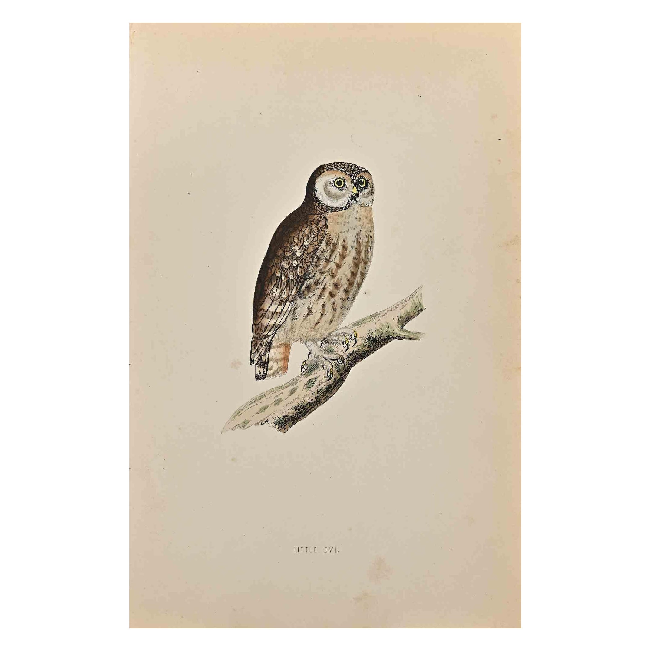 Little Owl is a modern artwork realized in 1870 by the British artist Alexander Francis Lydon (1836-1917).

Woodcut print on ivory-colored paper.

Hand-colored, published by London, Bell & Sons, 1870.  

The name of the bird is printed on the plate.